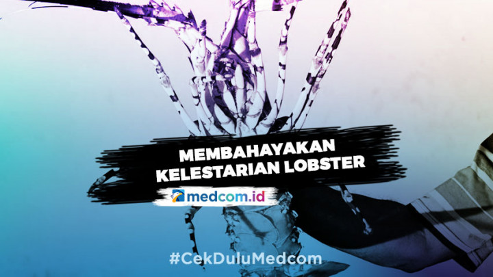 Soal Ekspor Benih Lobster, Susi Pudjiastuti: Itu Keputusan yang Tidak Bijak