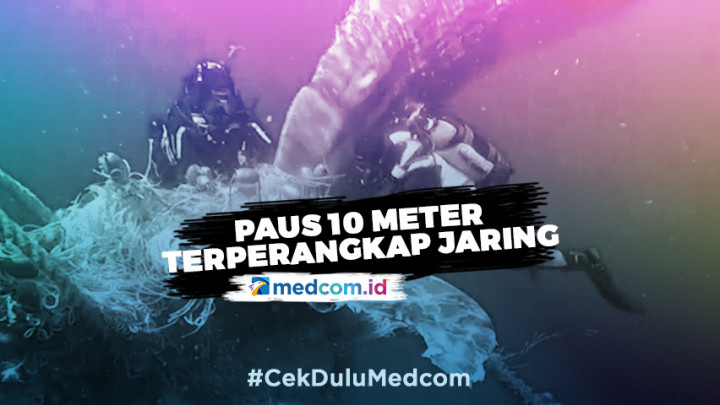 Aksi Penjaga Pantai Bebaskan Paus Sperma yang Terperangkap Jaring