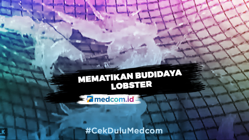Kementerian KKP: Susi Pudjiastuti Mematikan Budidaya Lobster