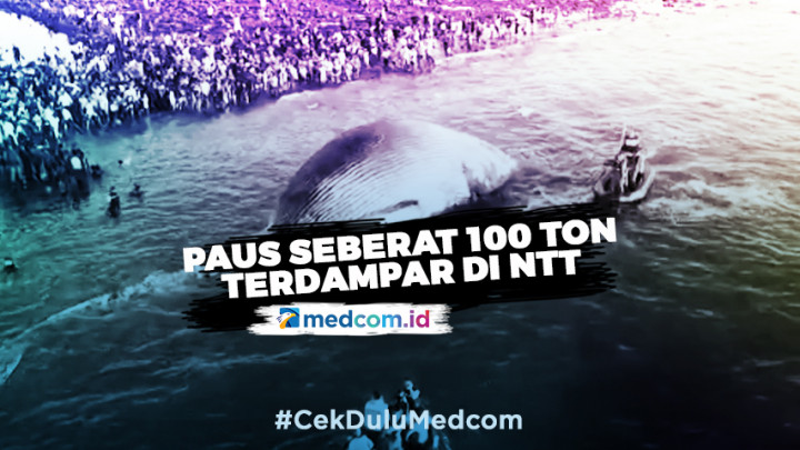 Paus Biru yang Terdampar di Kupang Akhirnya Dikuburkan