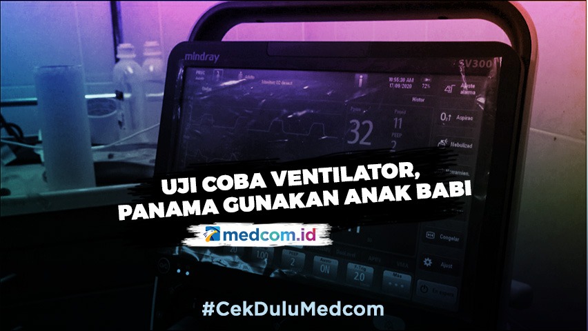 Uji Coba Ventilator, Panama Gunakan Anak Babi