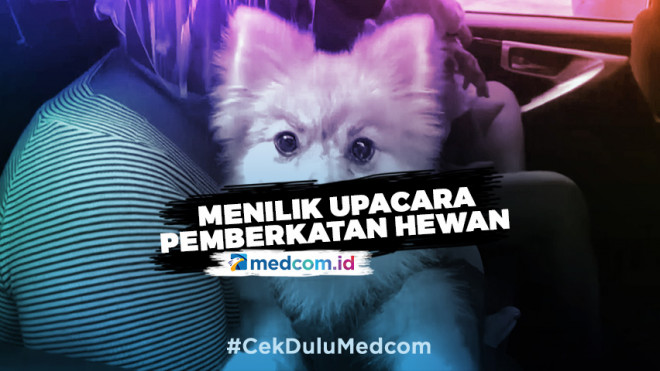 5 Hal yang Harus  Dilakukan oleh Pemilik Kucing Medcom id