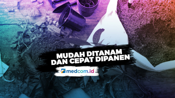 Ingin Belajar Berkebun? Ini 5 Sayuran yang Mudah Ditanam