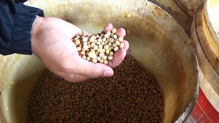 Lonjakan Harga Kedelai Diduga karena Meredanya Perang Dagang AS-Tiongkok