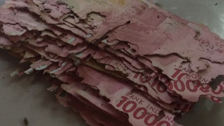 Viral Uang 15 Juta Dimakan Rayap, BI: Bisa Ditukar ke Bank