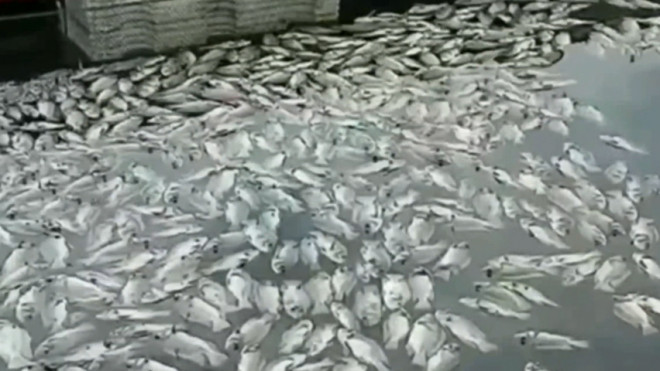 Puluhan Ton Ikan Mati Mendadak, Peternak Rugi Ratusan Juta Rupiah