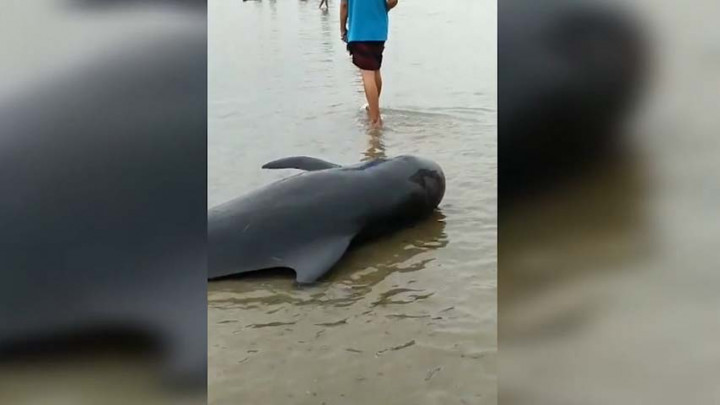 Puluhan Ekor Paus Terdampar di Pantai Bangkalan Madura