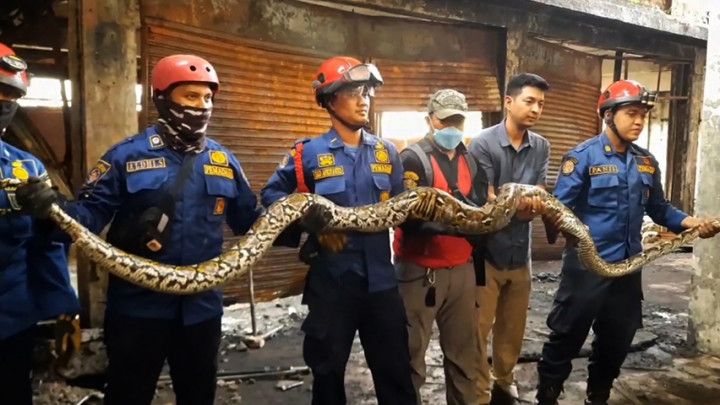 Ular Sepanjang 7 Meter Dievakuasi dari Gedung Bekas Bioskop di Jakpus