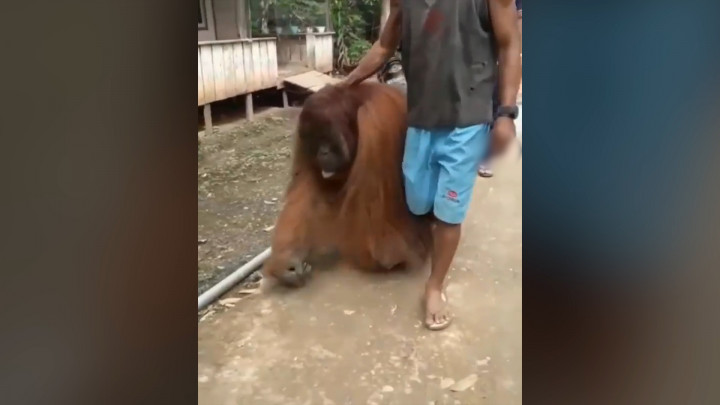 Seekor Orang Utan Masuk Permukiman Hebohkan Warga Kaltim