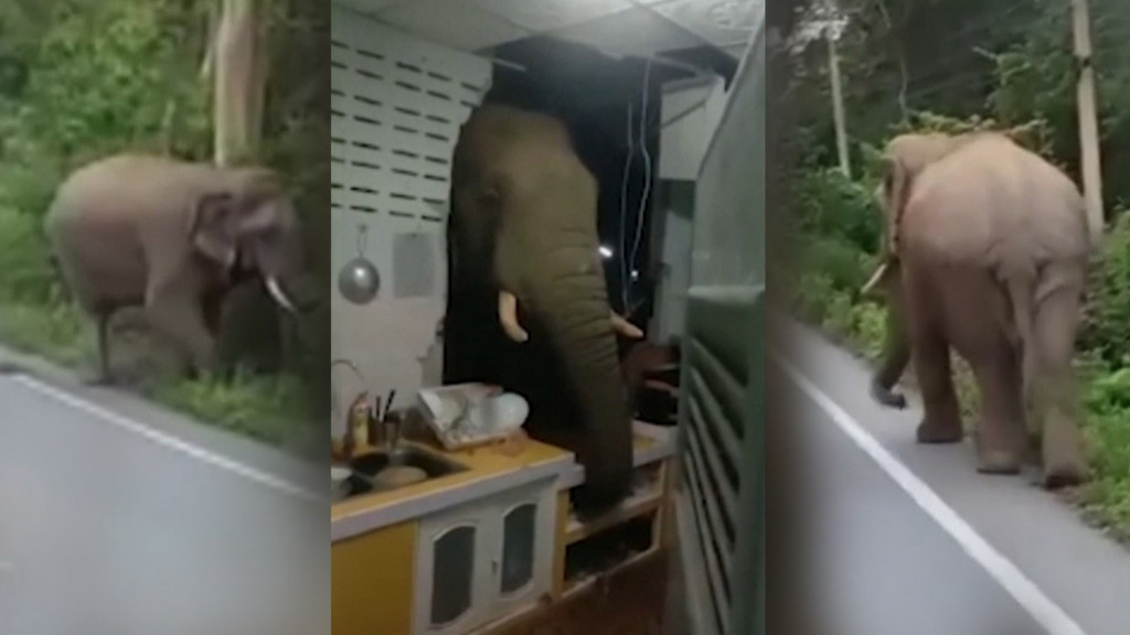 Gajah Liar Terobos Dapur Rumah