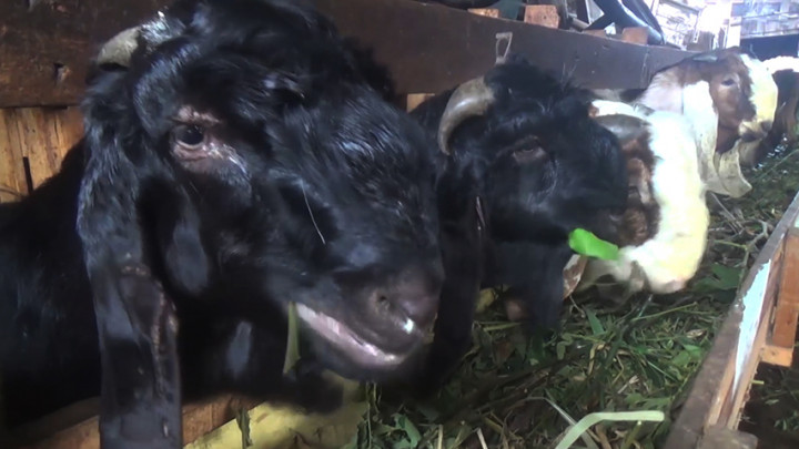 Pedagang Hewan Kurban Keluhkan Sepinya Pembeli