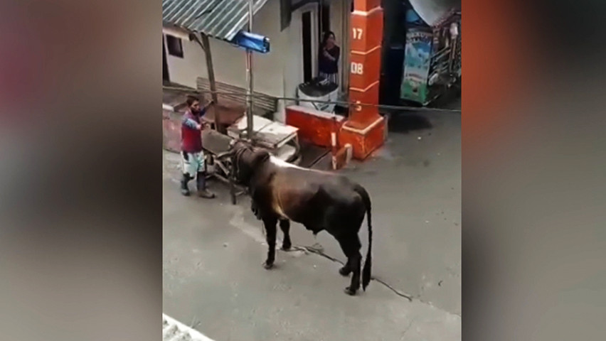 Viral Insiden Sapi Ngamuk, Dari Seret Pawang hingga Masuk ke Sumur