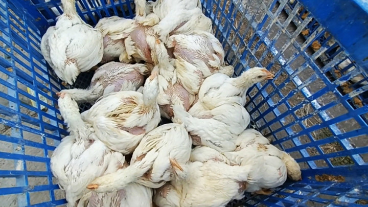 Peternak di Sragen Bagikan 6.000 Ekor Ayam untuk Warga Terdampak Pandemi
