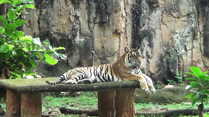 Dua Harimau Sumatera Terpapar COVID-19, Ragunan akan Lakukan <i>Tracing</i>