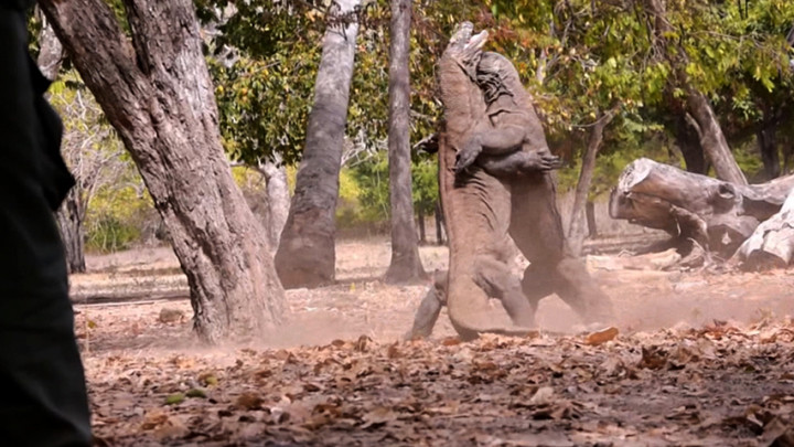 Jawab UNESCO, KLHK Pastikan Pembangunan di Taman Nasional Komodo Tak Ganggu Ekosistem