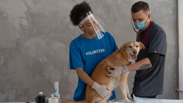 Hewan Peliharaan Banyak yang Terpapar COVID-19, Simak Cara Menghindarinya!
