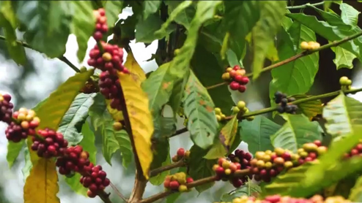 Secangkir Cerita Kopi Flores