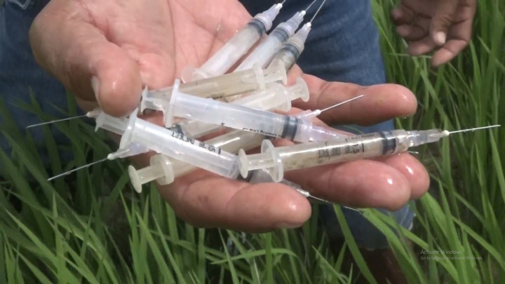 Ratusan Limbah Jarum Suntik Bekas Pakai Ditemukan di Areal Sawah Kupang