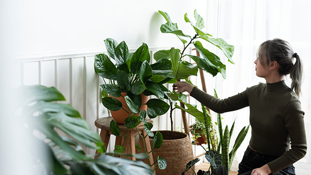 Rumah Sering Dimasuki Tikus? Atasi dengan 5 Tanaman Ini