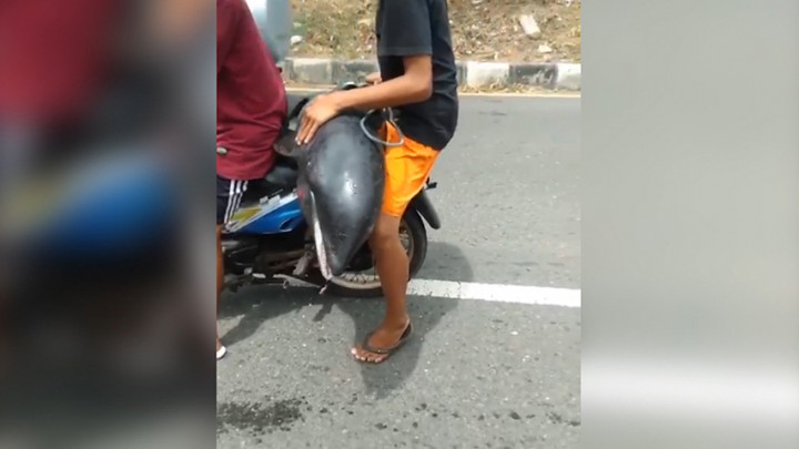 Viral! Lumba-lumba Terdampar di NTB Diangkut Warga ke Pasar