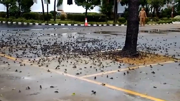 Tak Hanya di Bali, Fenomena Ribuan Burung Mati Juga Terjadi di Cirebon