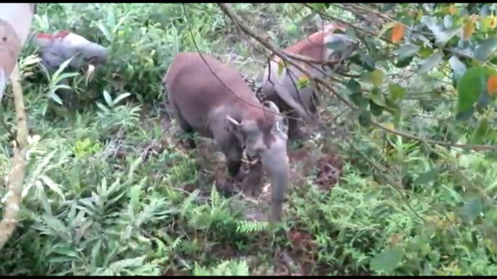 Habitat Rusak, Gajah Liar Sumatera Masuk Kebun Warga