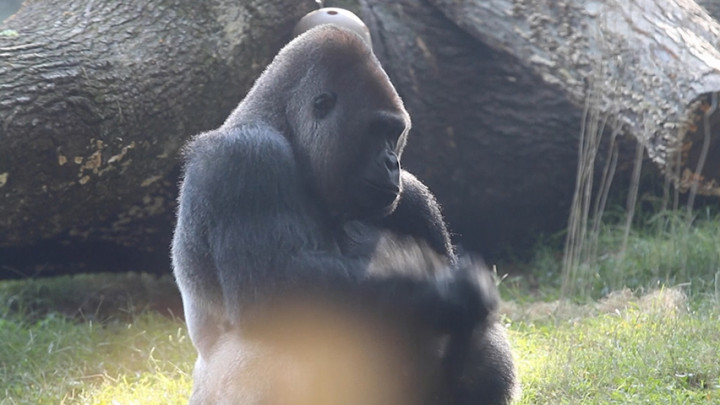 18 Gorila di Kebun Binatang Atlanta Positif COVID-19