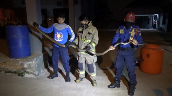Dramatis, Detik-detik Evakuasi King Kobra Sepanjang 4 Meter di Tangerang