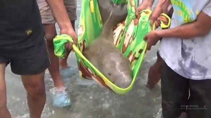 Terdampar di Pesisir Pantai, Anak Ikan Duyung Diselamatkan Warga