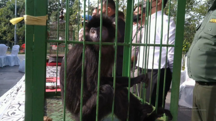 Polisi Sita 3 Satwa Langka Dilindungi dari Rumah Makan di Cilegon