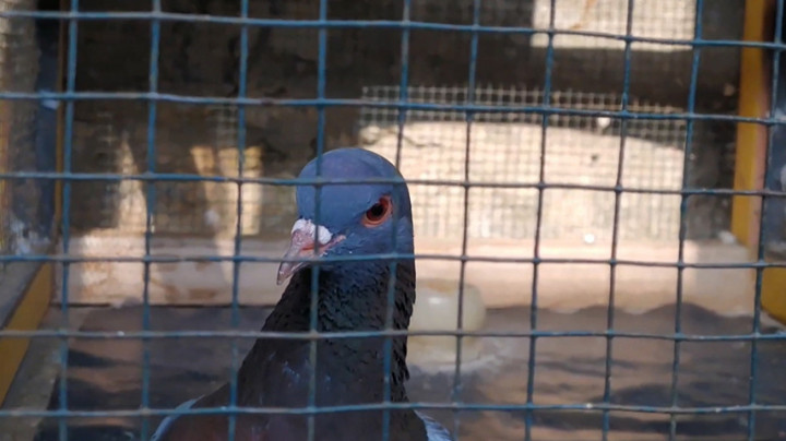 Viral, Burung Merpati Seharga 1,5 Miliar