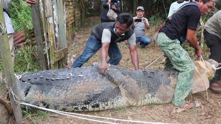 Penangkaran Buaya Terbengkalai, BKSDA Jambi Evakuasi Puluhan Buaya