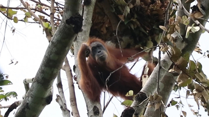 Dua Orangutan Terisolasi, BKSDA Aceh Lakukan Evakuasi