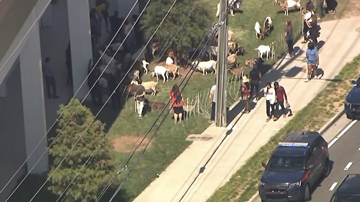 Kawanan Kambing Berkeliaran di Kawasan Elite AS