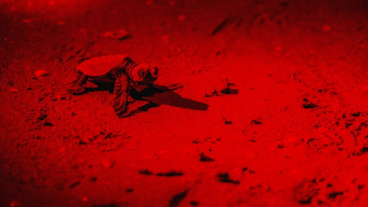 Fenomena Langka, 9 Telur Penyu Tempayan Menetas di Pantai Utara Venesia