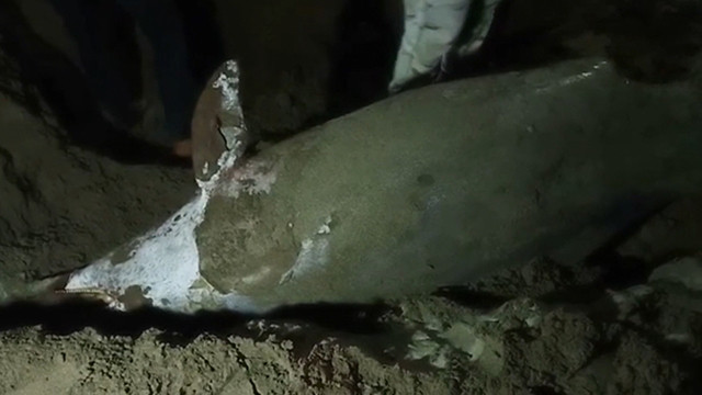 Seekor Lumba-lumba Bungkuk Ditemukan Mati Terdampar