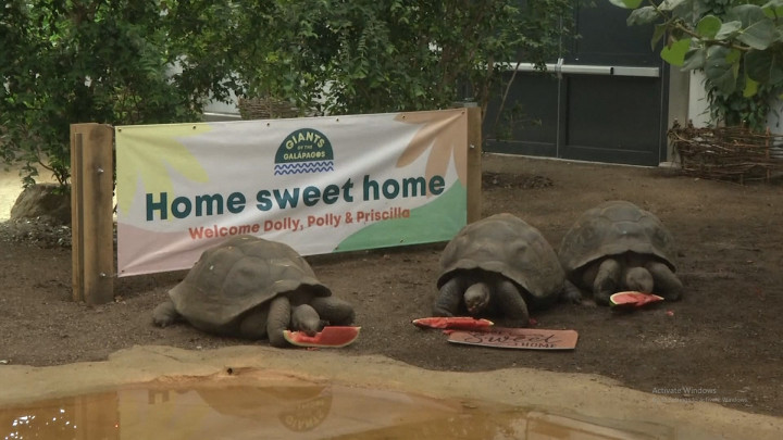 Melihat Kandang Baru 3 Kura-kura Raksasa Kepulauan Galapagos