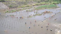 Bendungan Colo Ditutup, Ratusan Masyarakat Cari Ikan