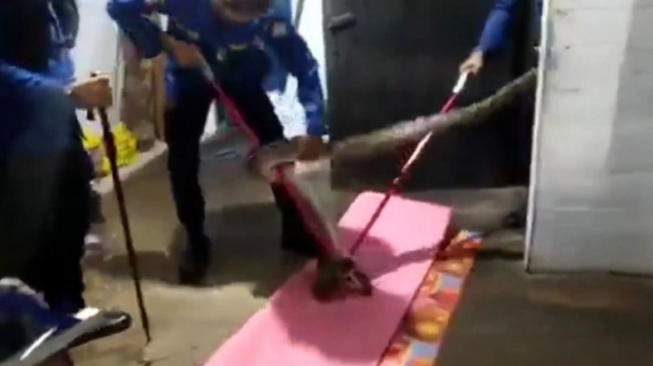 Ular Jatuh Dari Plafon Rumah Saat Ibu-ibu Sedang Asik Arisan