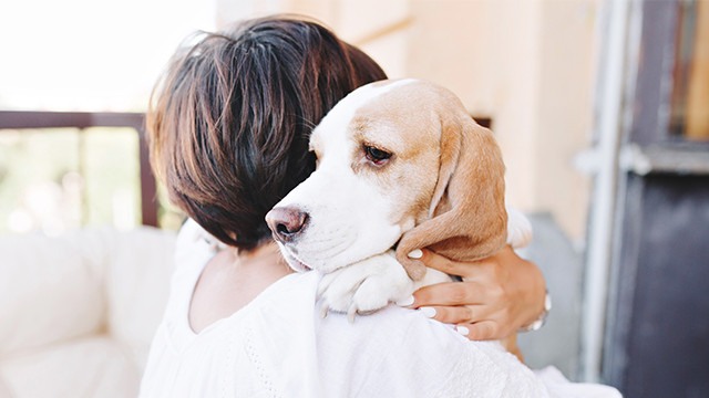 Hewan Peliharaan Stres Akibat Suara Keras? Atasi dengan 4 Cara Ini