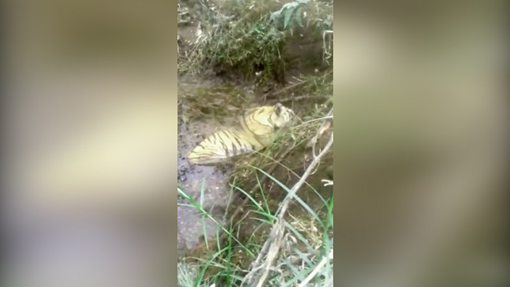 Harimau Sumatra Ditemukan Mati di Pinggir Sungai Diduga Dijerat Pemburu Liar