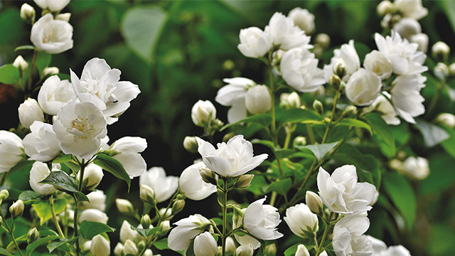 5 Tanaman Ini Bisa Membawa Feng Shui Baik untuk Rumah