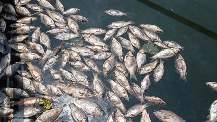 200 Ton Ikan Mati Mendadak di Cianjur, Petani Ikan Rugi Hingga Puluhan Juta Rupiah