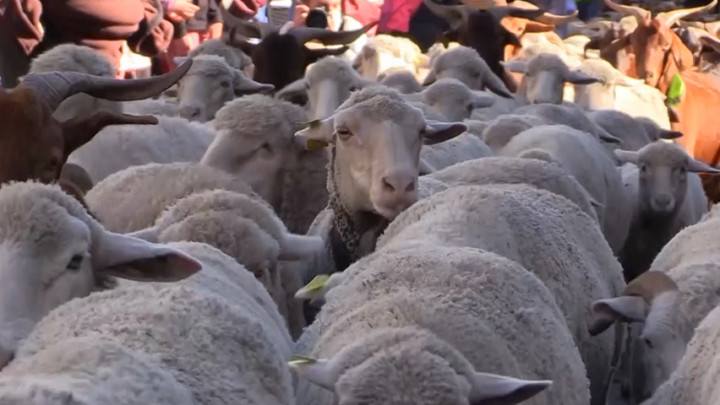 Sempat Tertunda karena Pandemi, Festival Domba Kembali Digelar di Spanyol