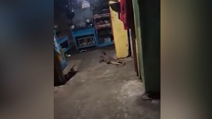 Geger! Seekor Buaya Masuk Rumah Warga di Sulawesi Barat