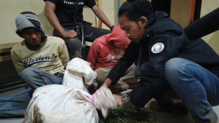 Seorang Ayah di Ulu Musi Ajak Anaknya yang Masih SMP Menanam Ganja
