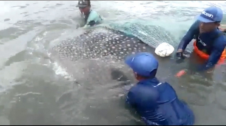 Viral! Hiu Tutul Tersangkut Jaring Nelayan di Banyuwangi