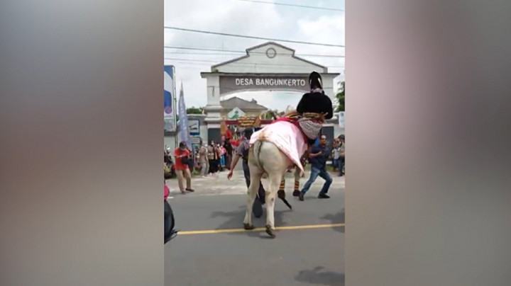 Menunggangi Sapi Saat Gelar Budaya Sleman Sembada, Anggota DPRD Sleman Terjatuh