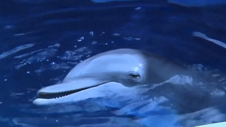 Winter, Lumba-lumba Hidung Botol dengan Ekor Prostetik dalam Kondisi Kritis