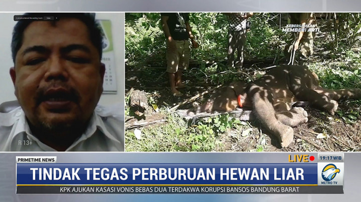 Belalai Terjerat Perangkap, Bayi Gajah Sumatera di Aceh Mati